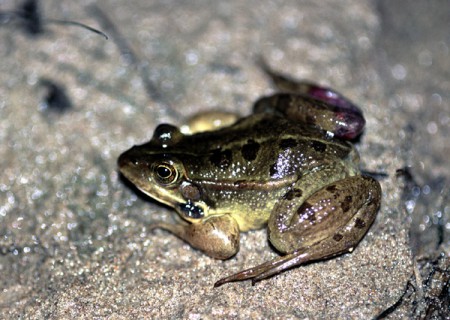 Βάτραχος (Rana Balanica)